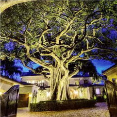 Beautifully lit tree with blue accent lighting