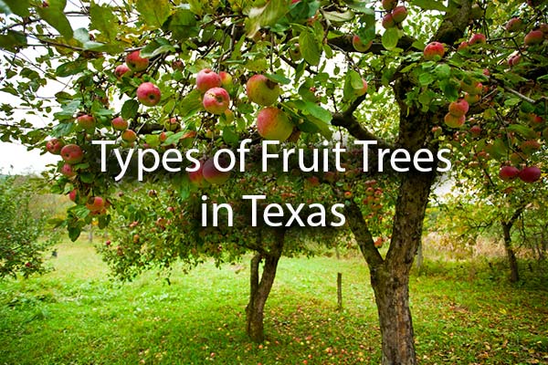Fruit Trees That Grow Well In Texas Enhanced Outdoor Lighting