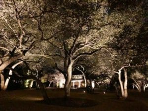 lights shining onto a bunch of trees