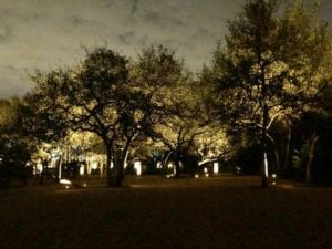 landscape lighting in a field of trees