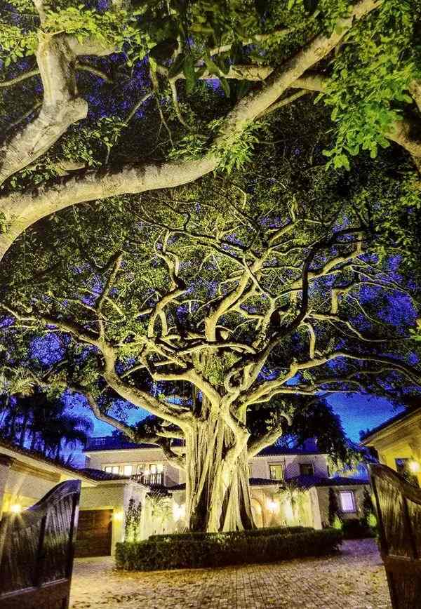 Landscape lighting lights up a huge tree.